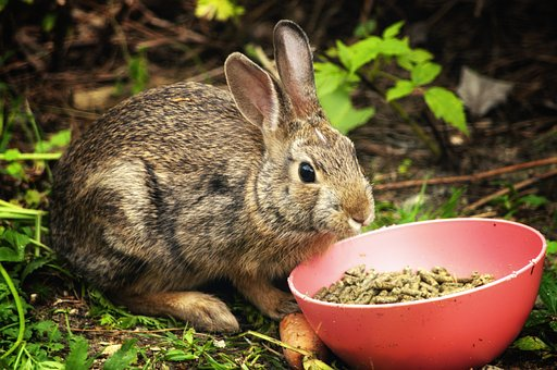 rabbit having soy meal