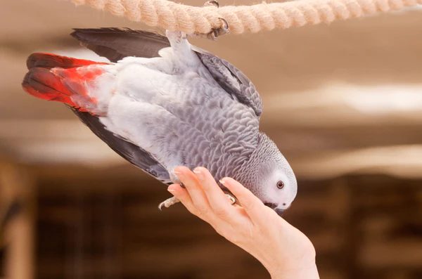 Do African greys need toys?